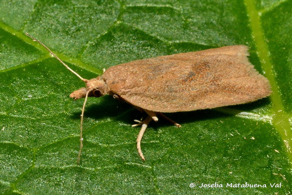 Eteroceri del mese di aprile, dal confino